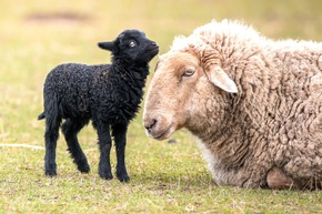 Wildparadies Tripsdrill öffnet wieder