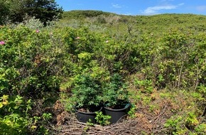 Polizeiinspektion Wilhelmshaven/Friesland: POL-WHV: Cannabispflanzen auf Wangerooge entdeckt (FOTO) - Pflanzen befanden sich mitten im Grün auf der Insel in Maurerkübeln - Polizei bittet um Hinweise