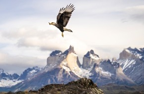 Naturmuseum St. Gallen: Wo sich Dachs, Löwe und Pinguin die Leinwand teilen: NaturVision Filmtage St.Gallen im Naturmuseum