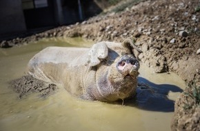 VIER PFOTEN - Stiftung für Tierschutz: Initiative sur l'élevage intensif: QUATRE PATTES est déçue par une occasion manquée