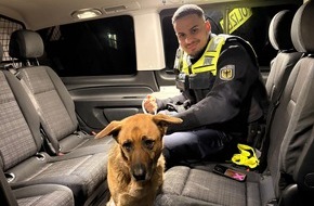 Bundespolizeidirektion München: Bundespolizeidirektion München: Scheuer Vierbeiner am S-Bahnhaltepunkt gesichert