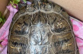 Polizeiinspektion Diepholz: POL-DH: --- Weyhe, Polizei sucht Eigentümer einer Schildkröte (Foto) - Syke, Einbruch und Diebstahl von Kennzeichen ---