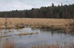 Deutsche Bundesstiftung Umwelt (DBU): DBU: Verbündete beim Klimaschutz: Moore, Wälder und Grünland