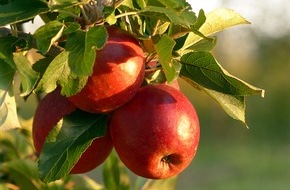 Bund deutscher Baumschulen (BdB) e.V.: Heute noch ein Apfelbäumchen pflanzen! / Obstgehölze sind für Selbstversorgung unverzichtbar