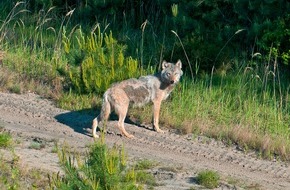 ZDF: "planet e." im ZDF: Wie viel Wildnis braucht Deutschland?