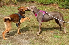 Unter Wölfen: Online Hundeschule Witten ist sehr erfolgreich gestartet, viele Leistungen lassen sich online genauso gut durchführen