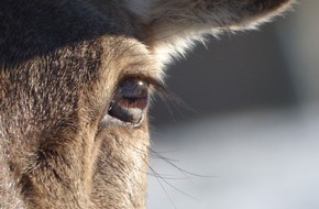 Albert-Ludwigs-Universit&auml;t Freiburg: Wildtier-Forscherin erkl&auml;rt: Wie verhalten sich Wildtiere bei einer Sonnenfinsternis?