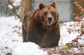 VIER PFOTEN - Stiftung für Tierschutz: Le dernier ours de restaurant d’Albanie arrive à la FORÊT DES OURS d’Arbesbach recouverte d’un beau manteau blanc