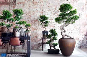 Blumenbüro: Ficus Ginseng ist Zimmerpflanze des Monats Juli / Japanische Bonsai-Kunst für Zuhause: Der Ficus Ginseng