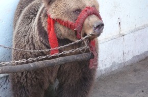 VIER PFOTEN - Stiftung für Tierschutz: Ende der Tanzbärenhaltung in Serbien: VIER PFOTEN überführt drei Bären in den Tanzbärenpark Belitsa in Bulgarien