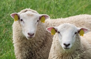 Bundesverband für Tiergesundheit e.V.: Durch Mücken übertragene Erkrankungen auf dem Vormarsch: Gut geschützt gegen die Blauzungenkrankheit - auf EHD vorbereiten - Impfstoffe in Rekordzeit zugelassen