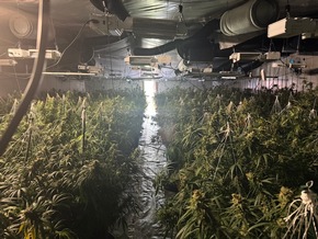 POL-GÖ: (135/2025) Zwei weitere Indoor-Plantagen im Altkreis Osterode entdeckt - Über 2.000 Pflanzen und umfangreiche Anbautechnik beschlagnahmt, 56-Jähriger festgenommen, Ermittlungskommission eingerichtet