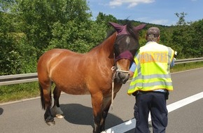 Polizeipräsidium Nordhessen - Kassel: POL-KS: Drei Vierbeiner sorgten für kurzzeitige Vollsperrung der A 44: Autobahnpolizisten fingen ausgebüxte Pferde ein