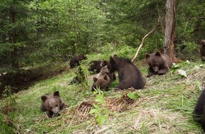 VIER PFOTEN - Stiftung für Tierschutz: Drei Bärenkinder aus Serbien kommen in die BÄRENWAISENSTATION Harghita (BILD)