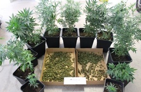 Polizeipräsidium Offenburg: POL-OG: Hausach - Erneut Cannabispflanzen entdeckt