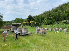 Reportage zum Weltbienentag: Wer echten Honig will, braucht deutsche Imker
