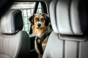 ADAC Hessen-Th&uuml;ringen e.V.: Tierisch gute Reise  / So kommen Urlauber und Vierbeiner gut ans Ziel