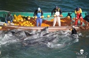 Wal- und Delfinschutz-Forum (WDSF): Dramatisches Delfinmorden in Japan - US-Botschaft interveniert