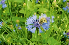 Berner Fachhochschule (BFH): Communiqué de presse: Plus de fleurs pour les abeilles, grâce à un conseil agile