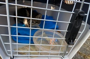 Polizeidirektion Wittlich: POL-PDWIL: Katze in Kues gerettet und Vandalismus/Hausfriedensbruch in Lieser aufgenommen