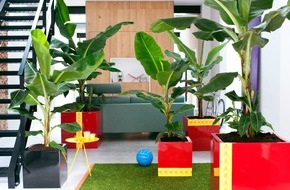Blumenbüro: Bananenpflanze ist Zimmerpflanze des Monats April / Bananenpflanzen für ein energetisches Interieur