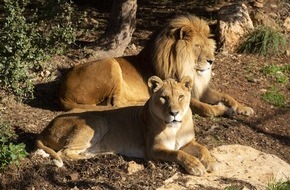 VIER PFOTEN - Stiftung für Tierschutz: Soins quotidiens des grands félins & des animaux sauvages menacés - au-delà de la Journée de protection des espèces