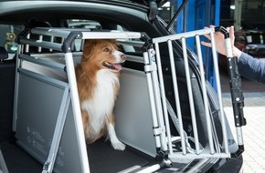 Allianz Suisse: Verkehrssicherheit / Todesfalle Auto - wenn Hunde falsch gesichert sind (BILD)