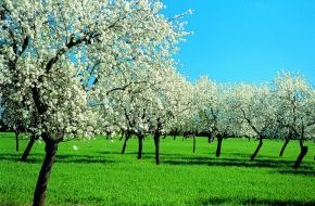alltours flugreisen gmbh: Mandelblüte lässt bei alltours die Nachfrage auf Mallorca kräftig sprießen / Klares Buchungsplus auch im Winter für Reisen auf die Balearen (BILD)