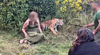 VETO Tierschutz: Tiger bei Wildtier-Shooting misshandelt: VETO Tierschutz erstattet Strafanzeige bei der Staatsanwaltschaft Bonn gegen Dompteur von Melody's Circusland