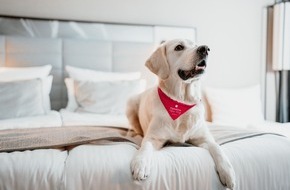 Leonardo Hotels: Vier Pfoten willkommen: Leonardo Hotels setzt auf Haustierfreundlichkeit