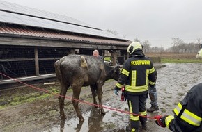 Freiwillige Feuerwehr Aurich: FW-AUR: Zwei K&uuml;he aus Lebensgefahr gerettet