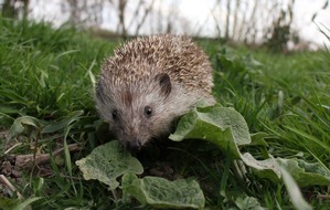 VIER PFOTEN - Stiftung für Tierschutz: Les robots tondeuses : un réel danger pour les animaux sauvages et domestiques