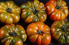 CuteSolar: Solargewächshäuser in Südspanien: Heimat der Gourmet-Tomaten