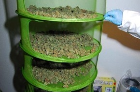 Polizeiinspektion Cuxhaven: POL-CUX: Reichlich Ernte - Polizei beschlagnahmt mehrere Cannabis-Indoorplantagen (FOTOS)