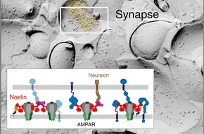 Albert-Ludwigs-Universität Freiburg: Ehemalige Unbekannte: Noelin-Proteine zentral für Lernfähigkeit von Säugetiergehirnen