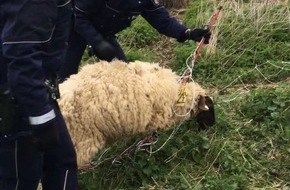 Polizei Düsseldorf: POL-D: Oberkassel - "Retter in der Not" - Polizisten befreien hilfloses Schaf