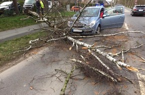 Freiwillige Feuerwehr Bedburg-Hau: FW-KLE: Baum stürzt vor fahrendes Auto