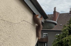 Feuerwehr Dortmund: FW-DO: Eingeklemmtes Eichhörnchen an Hausfassade