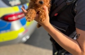 Hauptzollamt Heilbronn: HZA-HN: Hundewelpen illegal ins Land gebracht