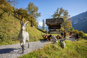 Tierisches Vergn&uuml;gen auf dem Ballenberg