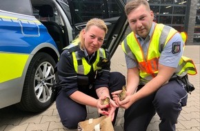 Polizei Bielefeld: POL-BI: Polizisten retten Küken auf der Autobahn