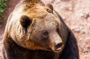 Erlebnispark Tripsdrill: Bärenstarkes Wochenende im Wildparadies Tripsdrill