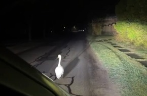 Polizeipr&auml;sidium Neubrandenburg: POL-NB: Nach L&auml;rmbel&auml;stigung: Polizei f&uuml;hrt Schwan ab