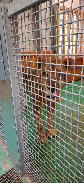 Hauptzollamt Saarbr&uuml;cken: HZA-SB: L&ouml;we Erion auf dem Weg in eine sichere Zukunft; Der Zoll begleitet Erions Ankunft in der Wildtierstation