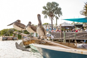 Zwischen Meer und Mangroven: Die Tierwelt der Bradenton Gulf Islands