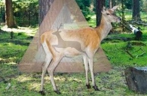 Polizeiinspektion Nienburg / Schaumburg: POL-NI: Bei Wildwechsel runter vom Gas -Bild im Download-