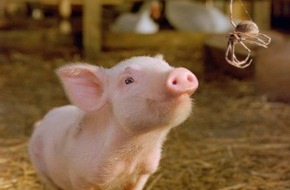 SAT.1: Ferkel-Fun: "Schweinchen Wilbur und seine Freunde" am Samstag in Sat.1