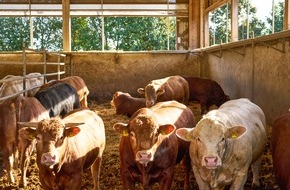 Kaufland: Erstmalig Rindfleisch aus Haltungsform 3 Außenklima