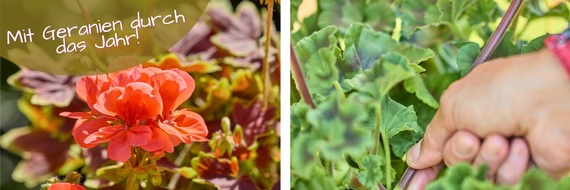 Pelargonium for Europe: Mit Geranien durch das Jahr: Pflegetipps von M&auml;rz bis Februar