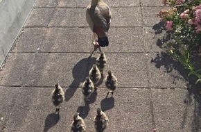 Polizeiinspektion Zweibrücken: POL-PIZW: Odyssee der Nilgänse